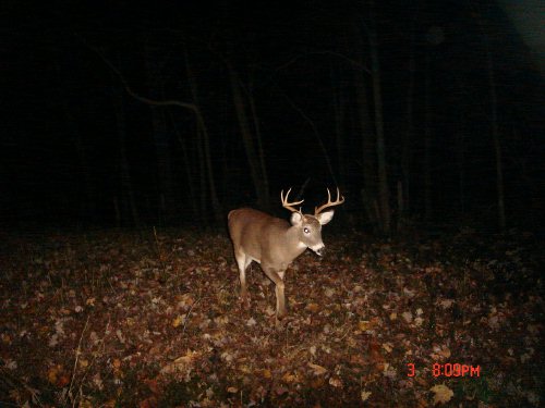 Wide eight point buck