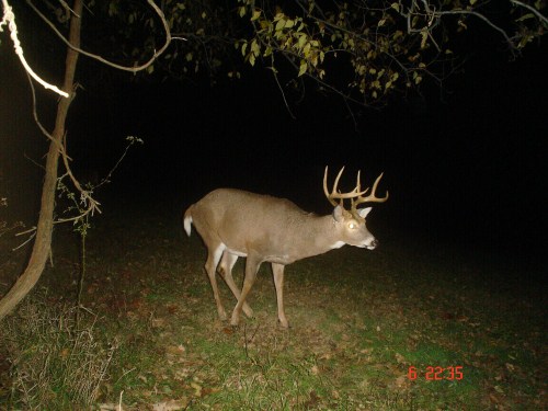 Big nine point buck