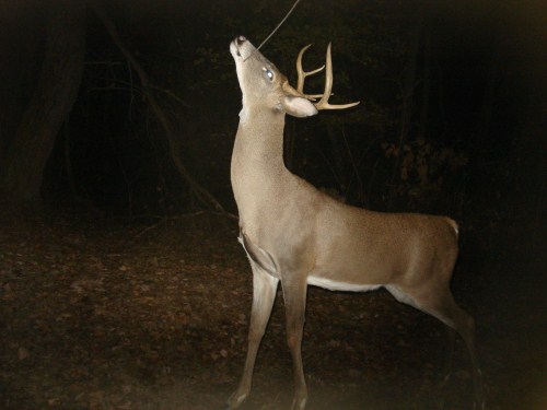 Seven point buck