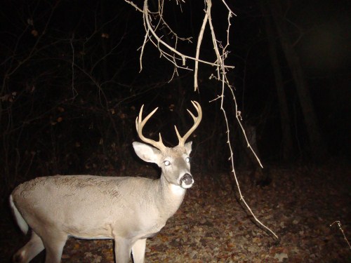 Whitetail buck