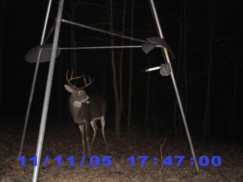 Seven point buck