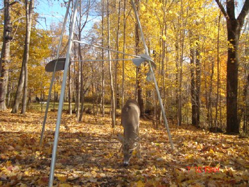 Eight point whitetail buck