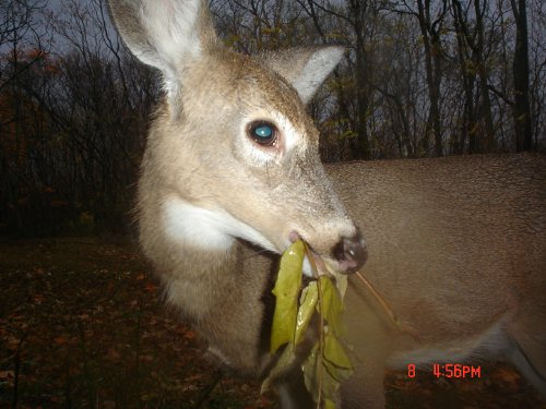 Whitetail doe eating leaves