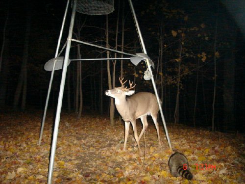 Eight point whitetail buck