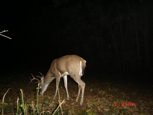 eight point whitetail buck