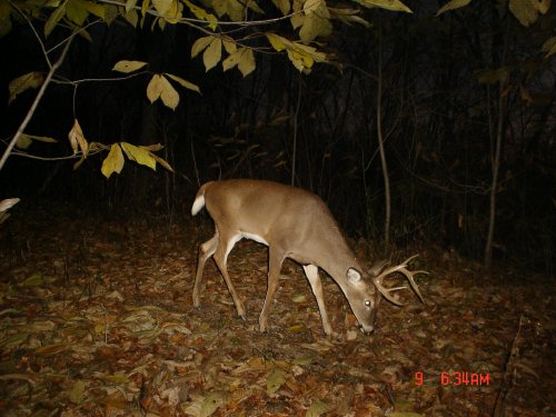 9 Point Buck