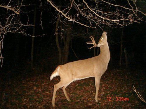 Eight point buck