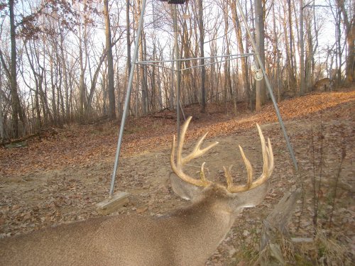 Eleven Point Buck