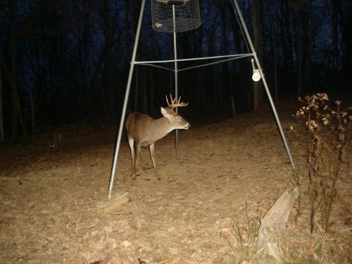 Nine point buck