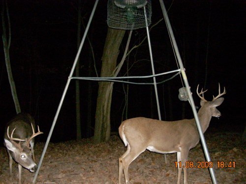 Two Eight Point Bucks