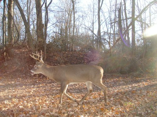 Whitetail Buck