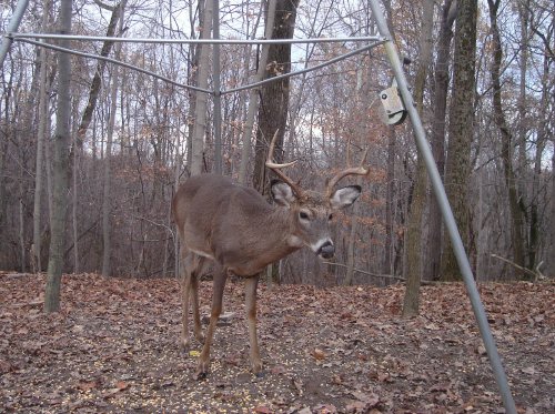 Eight point buck