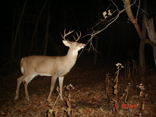 Nine point buck