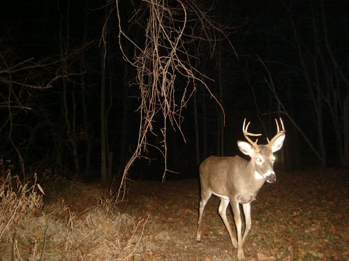 Small eight point buck