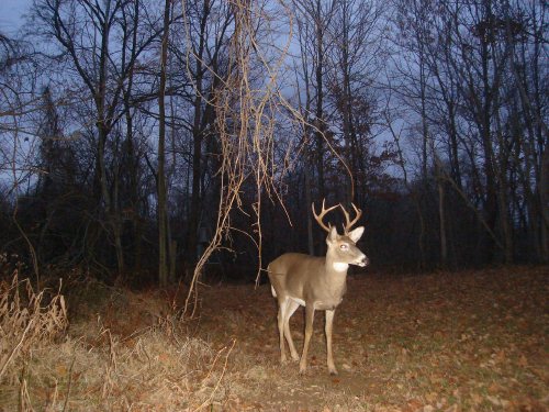 Tall racked eight point buck