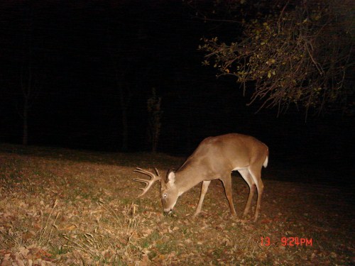 Big nine point buck