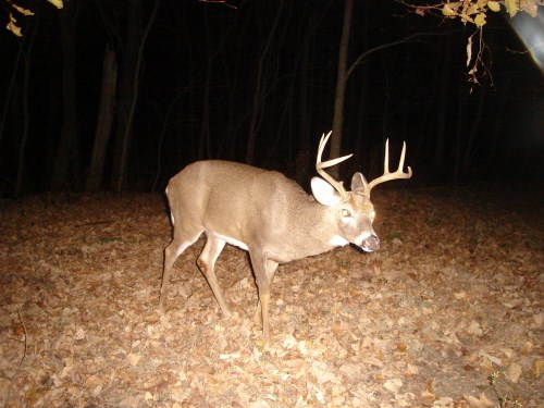 Buck with broken brow tine