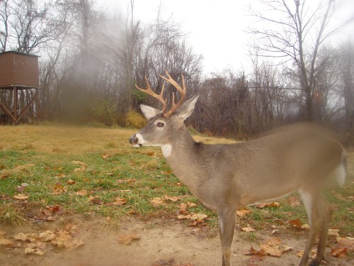 Crab claw buck