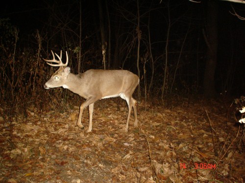 Eight point buck