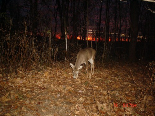 Four point buck at sunrise