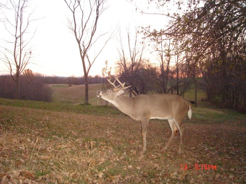 Ten point buck