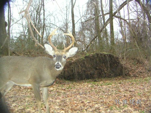 Eight point buck at scrape