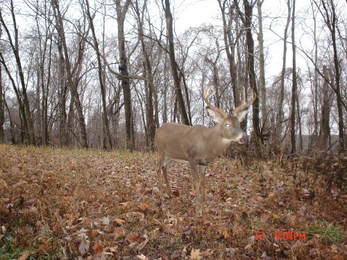 Eight point buck