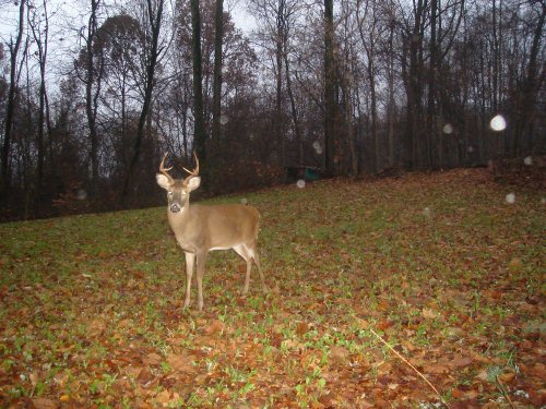 Eight Point whitetail buck