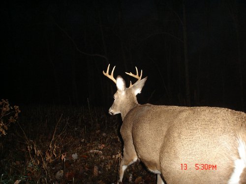 Nine Point Buck