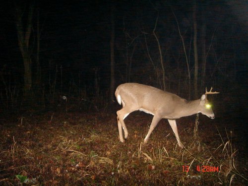 Small eight point buck