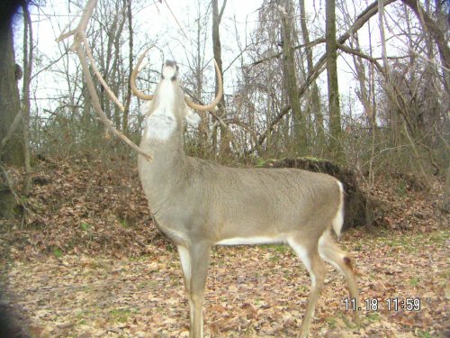 Whitetail Buck at scrape