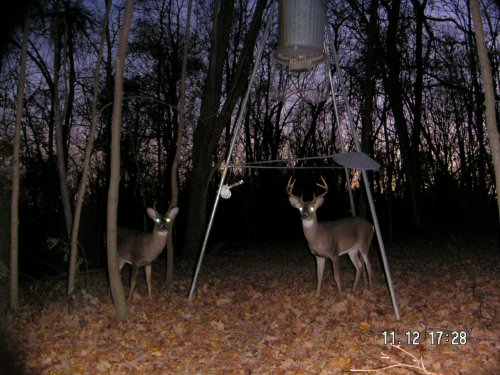 Eight point whitetail buck