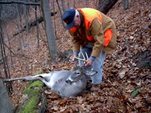 Eight point whitetail buck