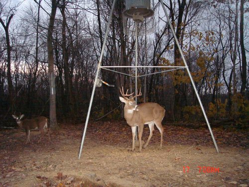 Nine point whitetail buck