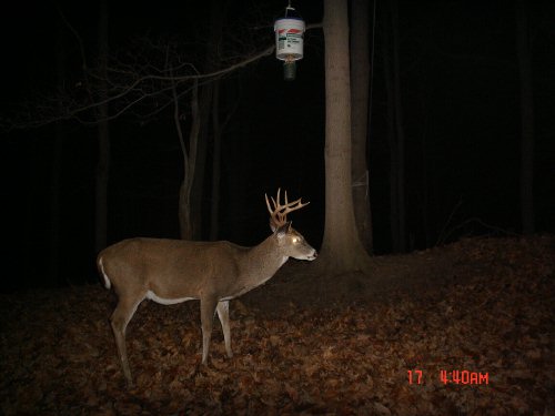 Nine point whitetail buck