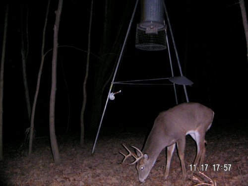 Seven point whitetail buck