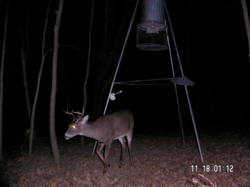 Six Point Whitetail Buck