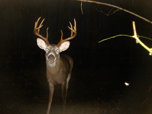 Big ten point buck