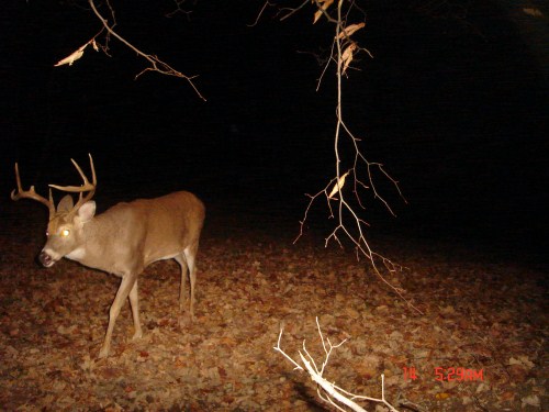 Eight point buck