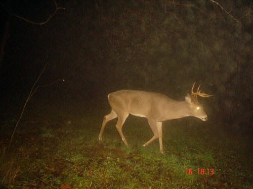 Seven point buck