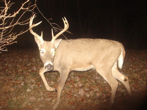 Small eight point buck