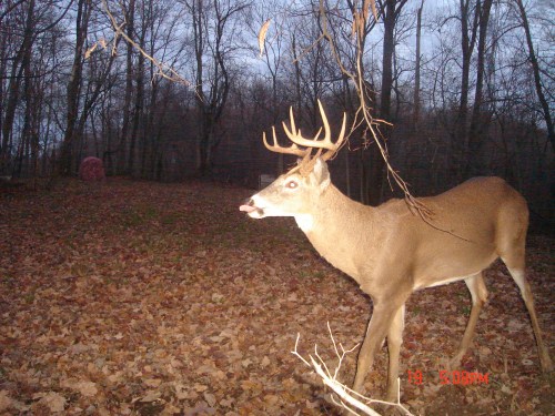 Ten point buck