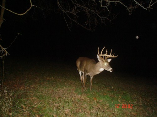 Ten point buck