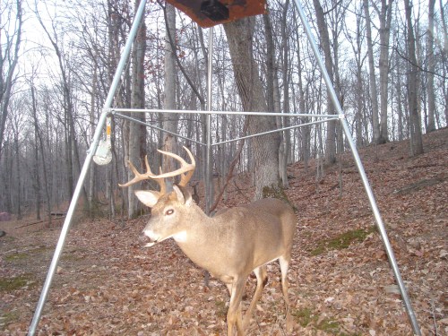 8 point buck