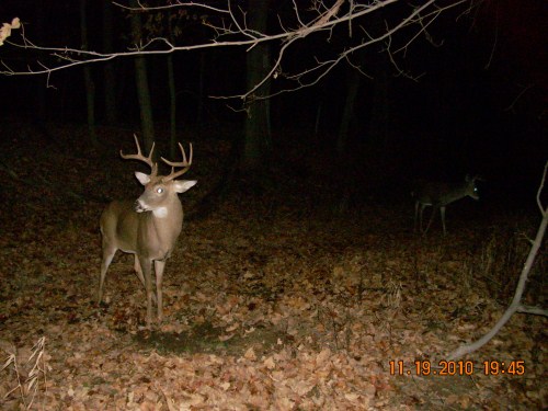 Big eight point buck