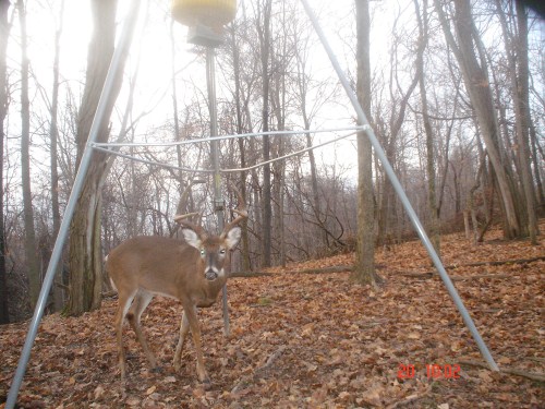 Big nine point buck