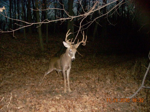 Nine point buck at a scrape