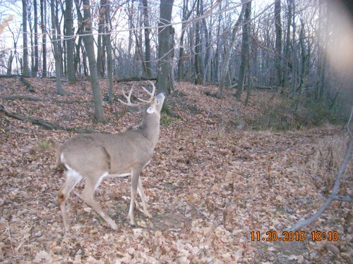 Eight point buck