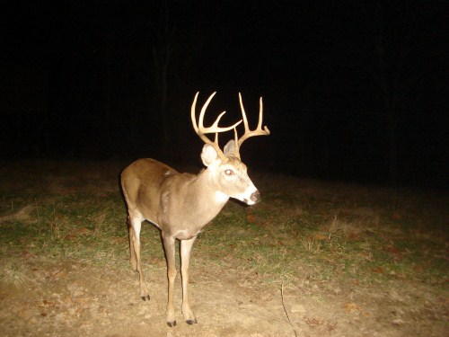 Nine point buck