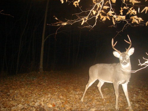 Seven point buck